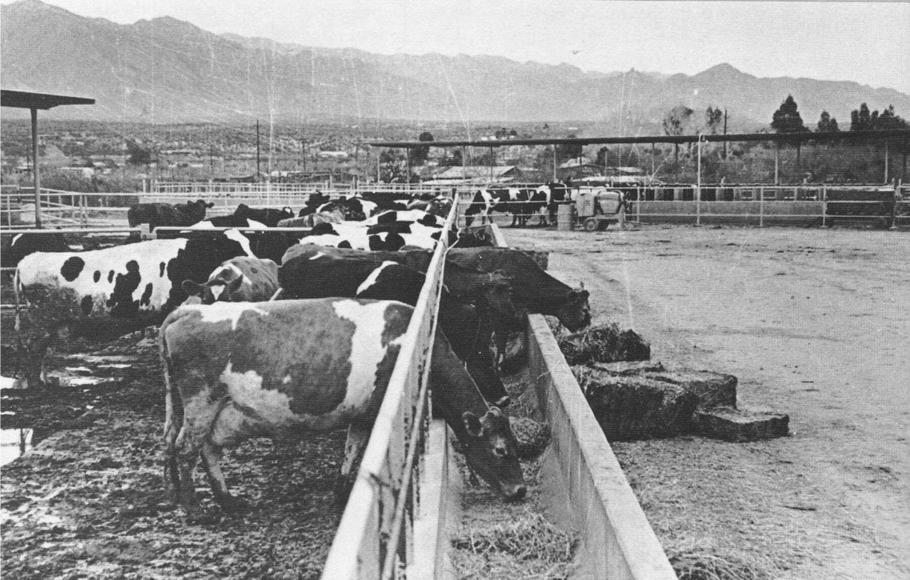 University of Arizona Farm, Tucson, historical